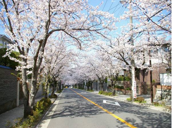 現地より歩いて2分（約160ｍ）。街を彩る桜並木。