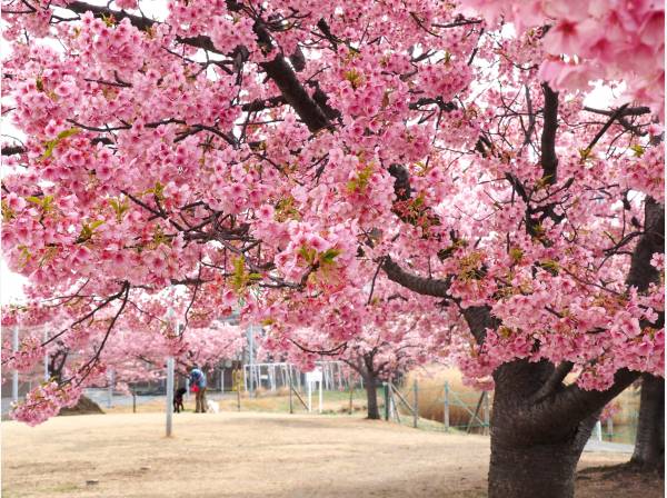 桜小路公園まで徒歩4分(約280ｍ)