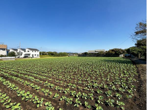 キャベツ畑が広がるのどかな住環境