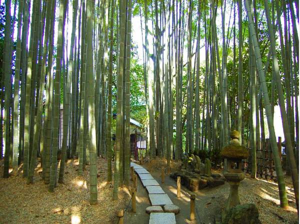 竹林が神秘的な報国寺

現地より約2.9km