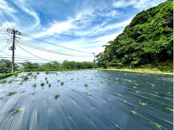 日当たりの良い、フラットな整形地です