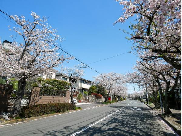 春には桜が咲き誇る前面道路